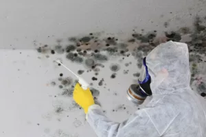 Mould removal service in London