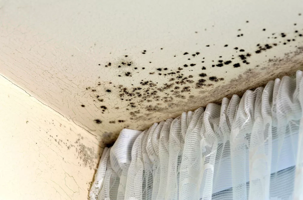 Mould in the corner of a room as a result of a damp issue