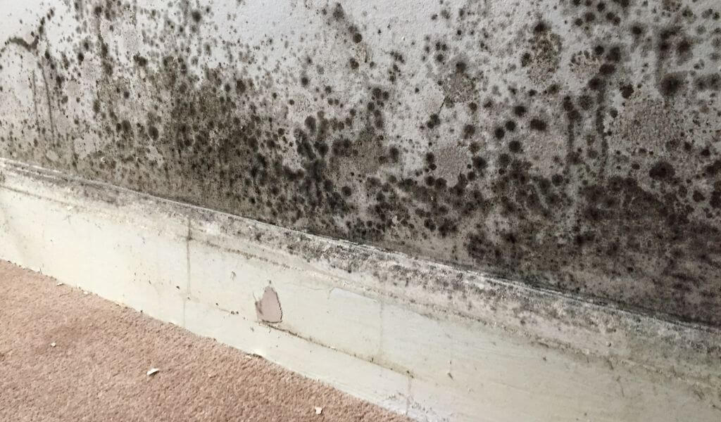 Mould growing on a wall likely caused by a leak or flood