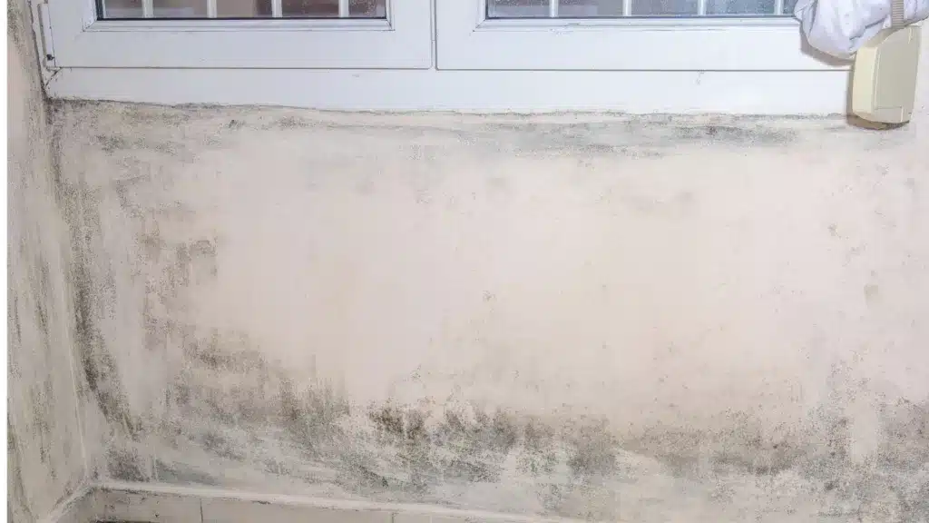 mould in rented property