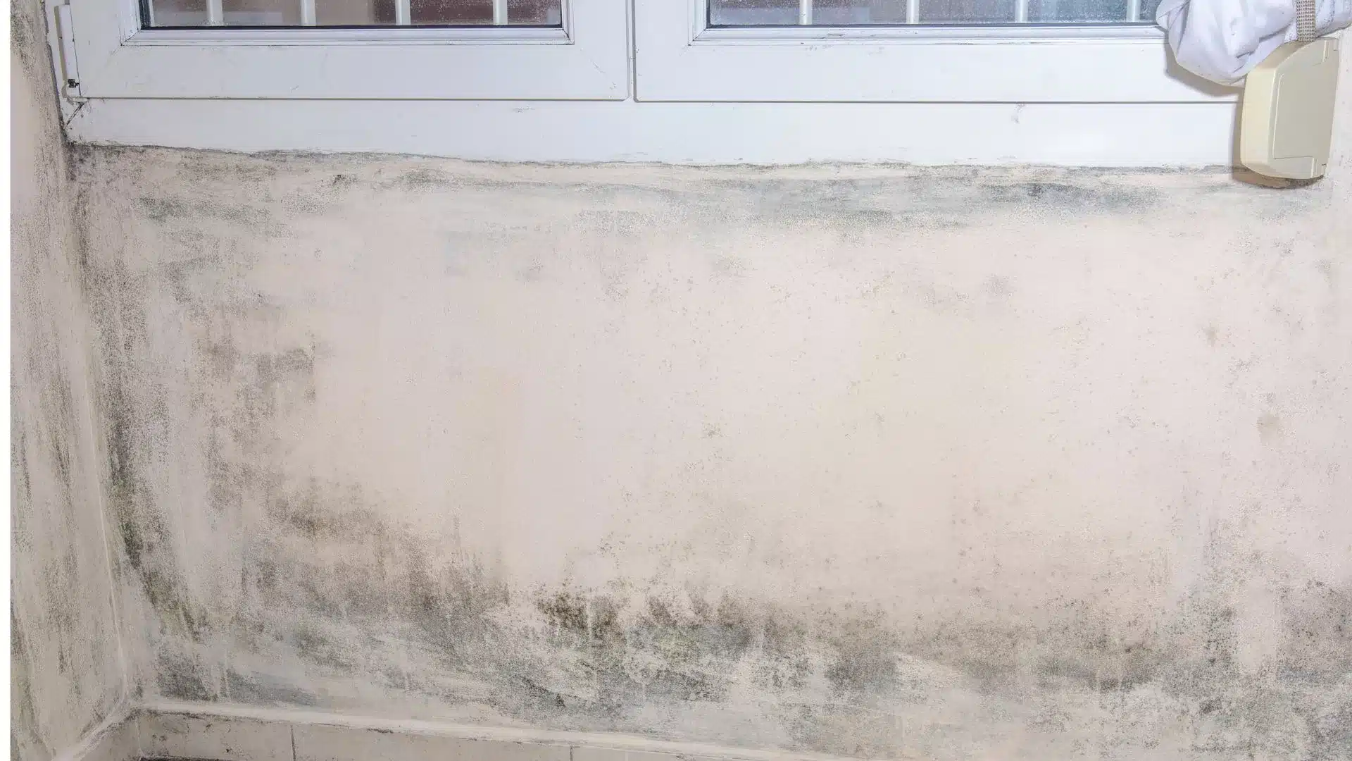 mould in rented property