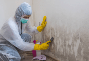 Addressing mould issues in social housing