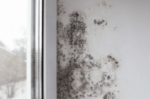 Collaborating with Professionals for Mould Removal
