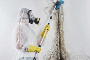 The Role of Professional Mould Cleaning Services