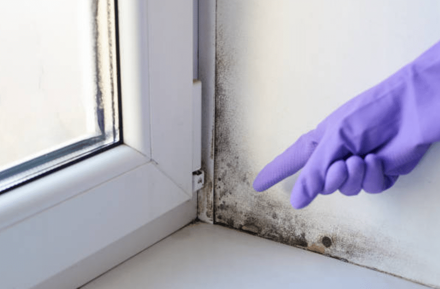 Where to Look for Mould When Viewing a Rental Property