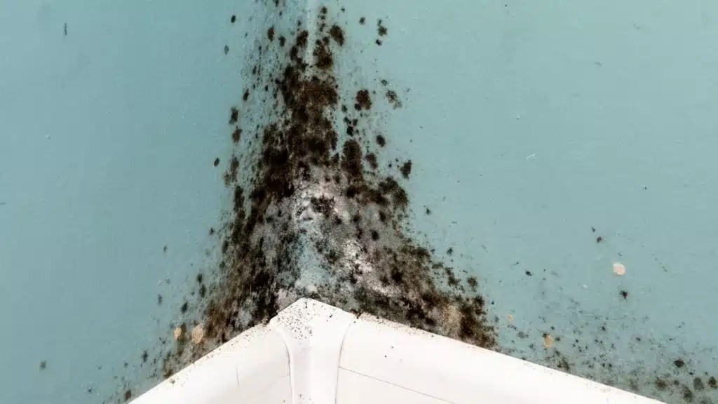 how to stop mould on walls in bedroom