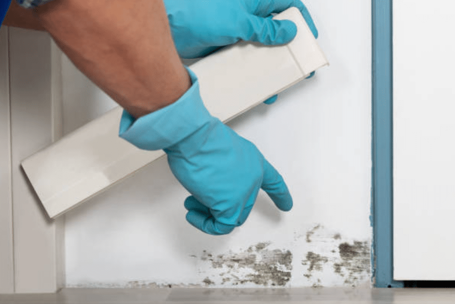 Complete UK Guide to Mould Remediation for Business Premises