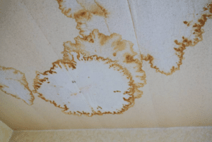 Council’s Responsibility for Mould Prevention and Remediation