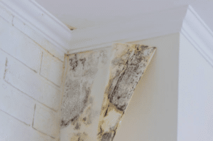 Empowering Tenants: How to Report Mould in Social Housing