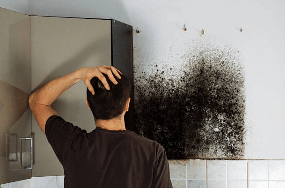 Found Mould in Your UK Business? Immediate Action Steps to Take