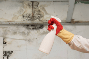 Importance of Professional Mould Removal Services