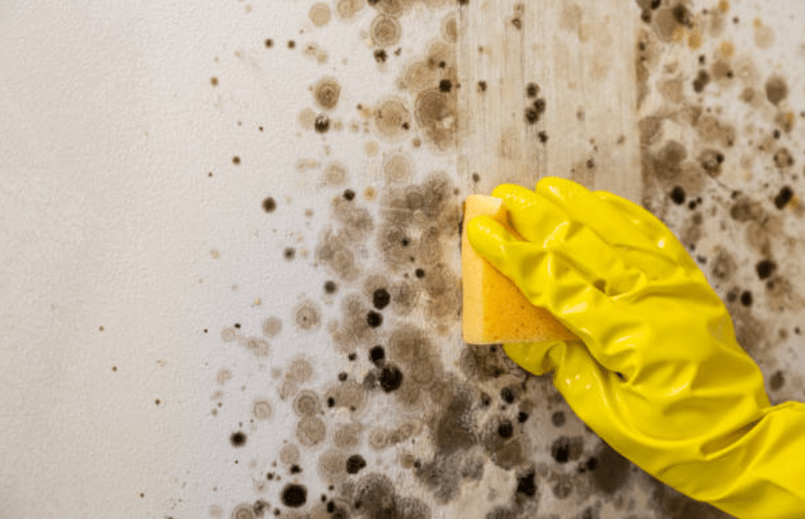 Mould Hazards in Commercial Buildings - UK Health Impacts Uncovered