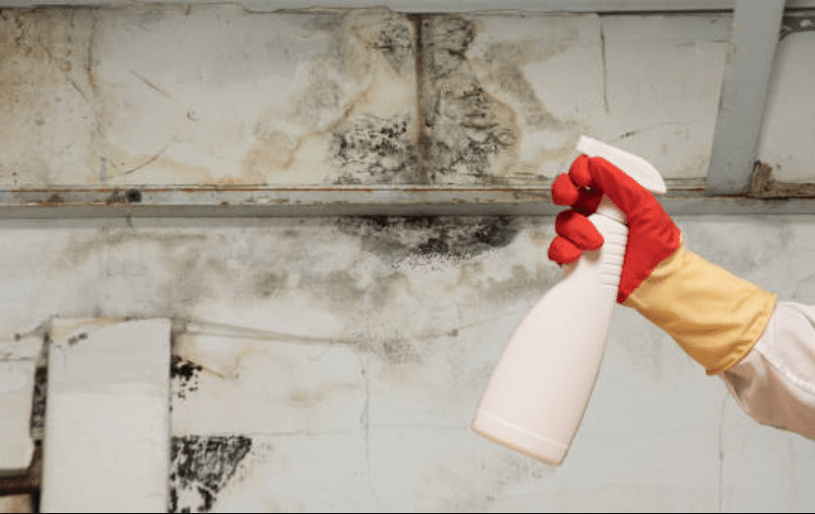 Mould Myths Debunked: Separating Fact from Fiction