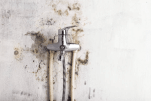 Mould Prevention Tips for Commercial Property Owners