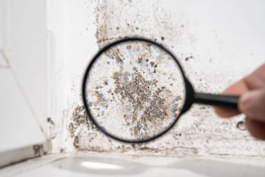 Mould Prevention in Commercial Property: Essential Advice for UK Business Owners