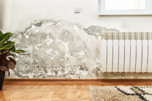 Preventing Mould in Council Houses