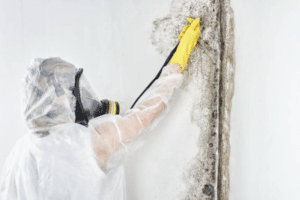 Professional Mould Removal: Leave it to the Experts