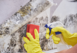 Take Action: Protect Your Business from Mould in Commercial Premises