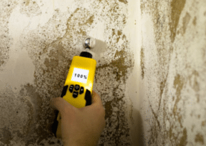 Addressing Mould Damage and Safeguarding Your Property