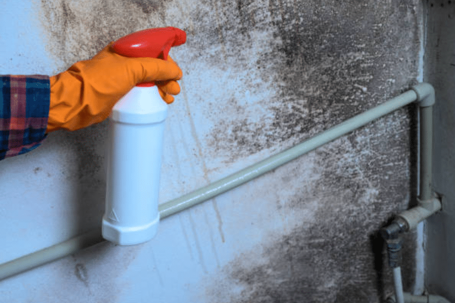 Combatting Mould in Basements and Cellars: Special Considerations