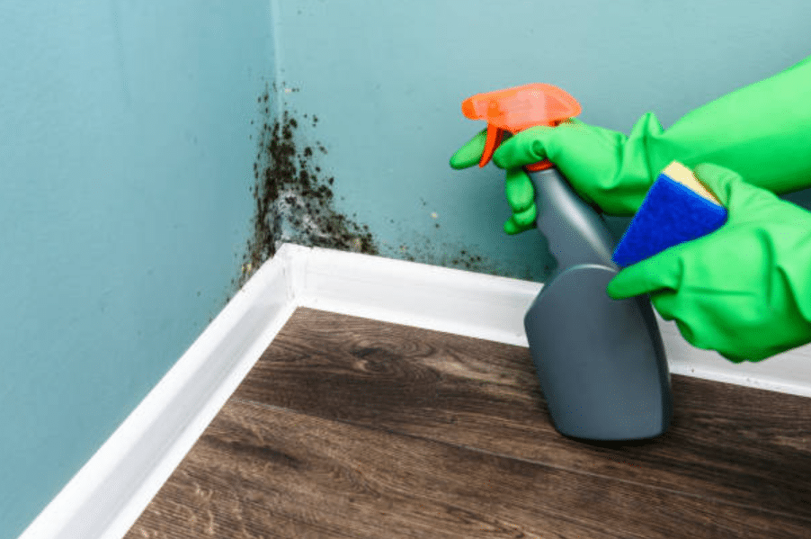 Eco-Friendly Solutions for Mould Removal: A Sustainable Approach
