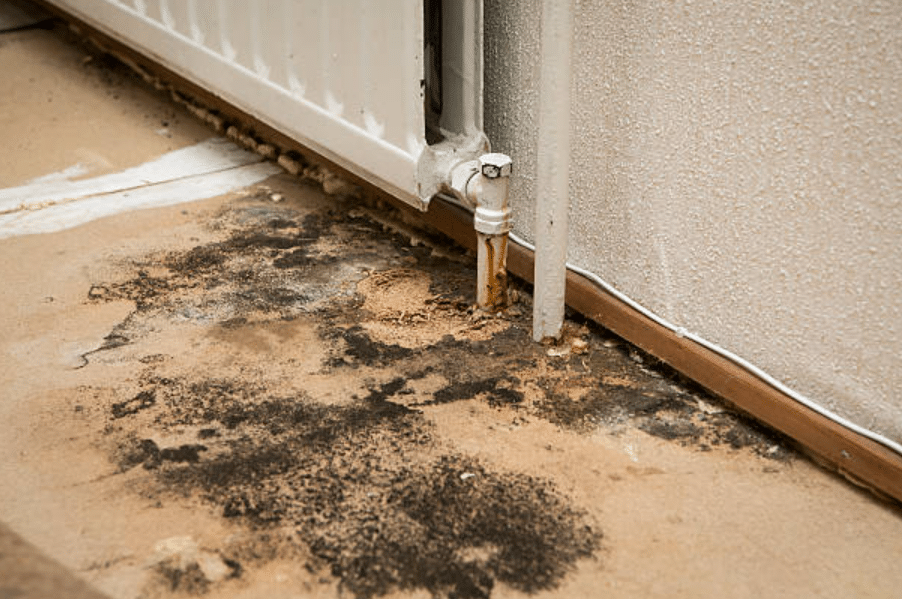 Financial Burden of Ignoring Mould: A Look at Insurance and Claims