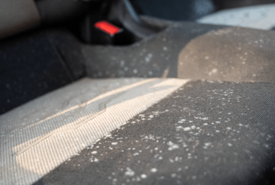 How Seasonal Changes Can Affect Mould Growth in Cars