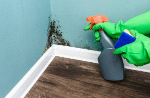 Regular Maintenance to Prevent Mould Growth