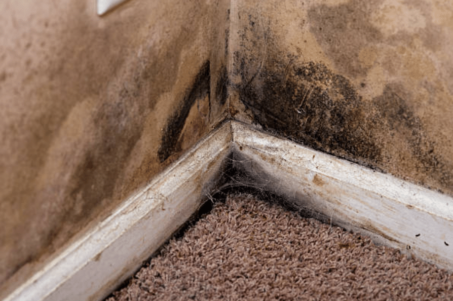 The Connection Between Mould and Structural Damage in Properties