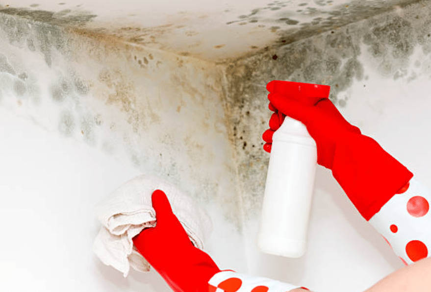 The Homeowner’s Guide to Identifying and Treating Mould
