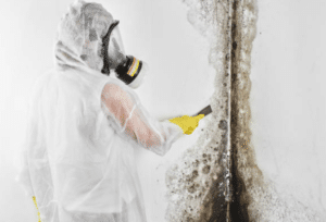 The Role of Professionals in Mould Remediation