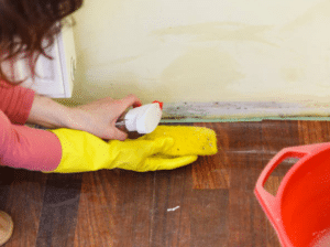 Using Essential Oils for Mould Prevention