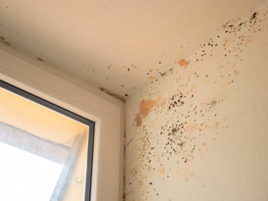 What Is Red Mould? A Comprehensive Guide