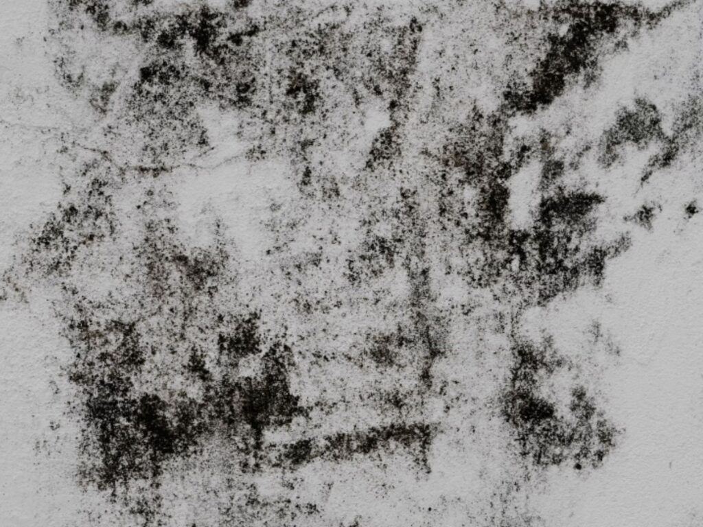 Black mould on wall