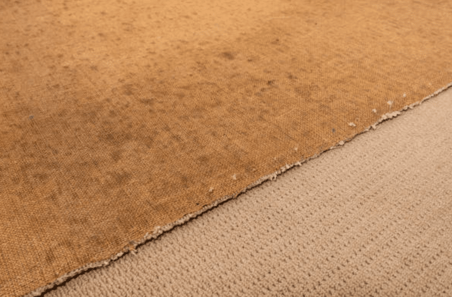 Mould in Carpets and Rugs: Cleaning Solutions and Maintenance