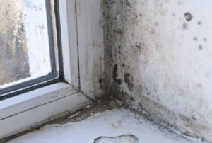 What are Mould Spores and How Do They Affect Health