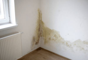 Identifying Mould: What to Look For