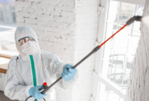 Mould Removal: Why Professional Services Are Crucial