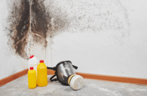 Popular Ingredients Used in Home Remedies for Mould